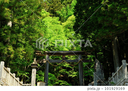 信州 戸隠宝光社鳥居に輝く新緑 信州 戸隠宝光社鳥居に輝く新緑 101929169