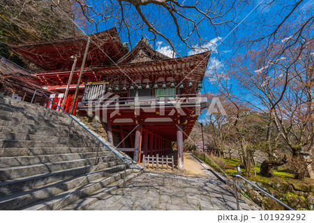 奈良県、桜巡りぶらぶら散歩、大和多武峰の桜堪能 101929292