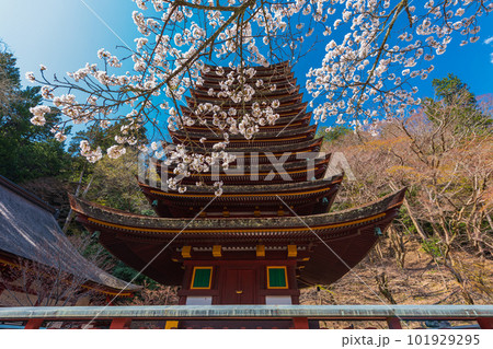 奈良県、桜巡りぶらぶら散歩、大和多武峰の桜堪能 奈良県、桜巡りぶらぶら散歩、大和多武峰の桜堪能 101929295