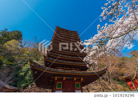 奈良県、桜巡りぶらぶら散歩、大和多武峰の桜堪能 101929296