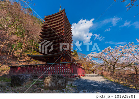 奈良県、桜巡りぶらぶら散歩、大和多武峰の桜堪能 101929301