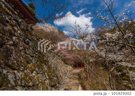 奈良県、桜巡りぶらぶら散歩、大和多武峰の桜堪能 101929302