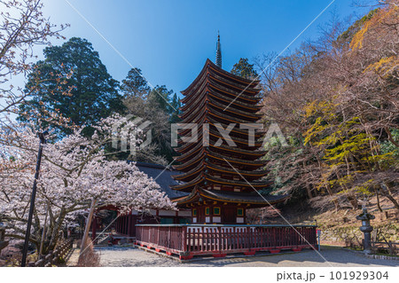 奈良県、桜巡りぶらぶら散歩、大和多武峰の桜堪能 101929304