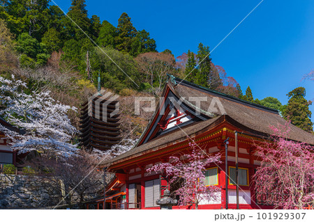 奈良県、桜巡りぶらぶら散歩、大和多武峰の桜堪能 101929307