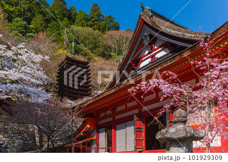 奈良県、桜巡りぶらぶら散歩、大和多武峰の桜堪能 101929309