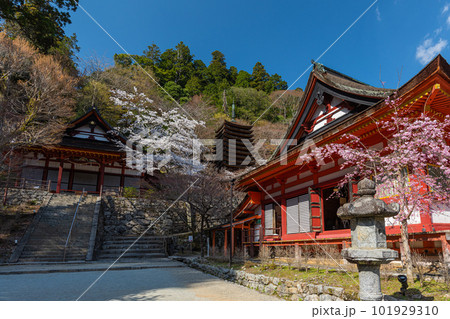 奈良県、桜巡りぶらぶら散歩、大和多武峰の桜堪能 101929310