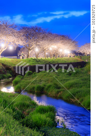 ライトアップされた草場川の桜並木　福岡県筑前町 101929725