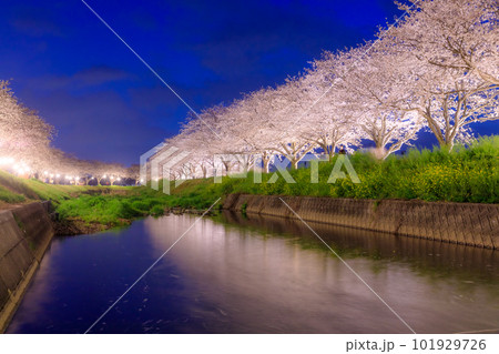 ライトアップされた草場川の桜並木　福岡県筑前町 101929726