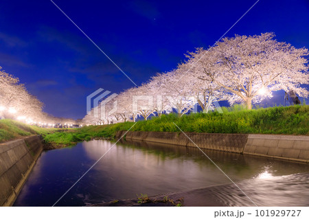 ライトアップされた草場川の桜並木　福岡県筑前町 101929727