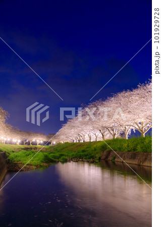 ライトアップされた草場川の桜並木 福岡県筑前町 ライトアップされた草場川の桜並木 福岡県筑前町 101929728