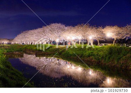 ライトアップされた草場川の桜並木 福岡県筑前町 ライトアップされた草場川の桜並木 福岡県筑前町 101929730