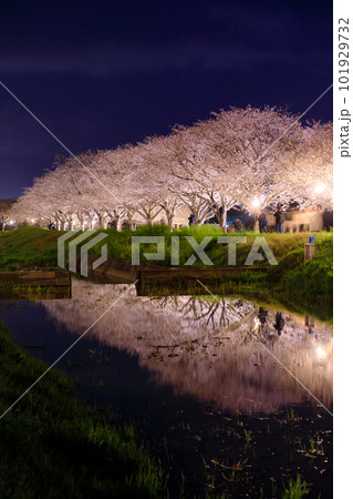 ライトアップされた草場川の桜並木　福岡県筑前町 101929732