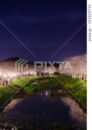 ライトアップされた草場川の桜並木 福岡県筑前町 ライトアップされた草場川の桜並木 福岡県筑前町 101929734