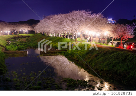ライトアップされた草場川の桜並木　福岡県筑前町 101929735
