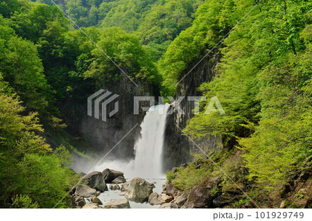 新潟県妙高市 関川にかかる新緑を纏う怒涛の苗名滝 101929749