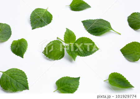 Tree Basil leaves (Ocimum gratissimum) on white background. 101929774