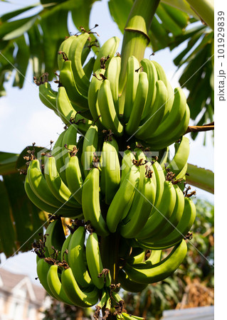Young banana fruit on banana tree Young banana fruit on banana tree 101929839