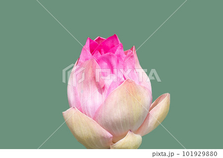 Beautiful pink lotus flower on green background. Beautiful pink lotus flower on green background. 101929880