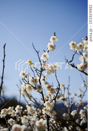 白い梅の花 101929982