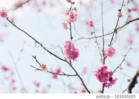 赤い梅の花 赤い梅の花 101930265