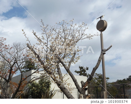こじま花の会花畑の桜並木の桜が三分葉桜 101930374