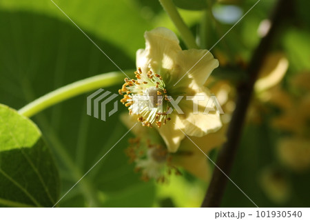 白い花を咲かせた、キウイフルーツ 101930540