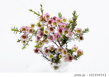 Pink white waxflower on white background. Pink white waxflower on white background. 101930543