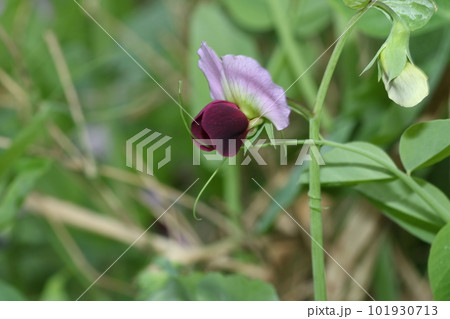 春の畑で咲く、サヤエンドウの花 春の畑で咲く、サヤエンドウの花 101930713