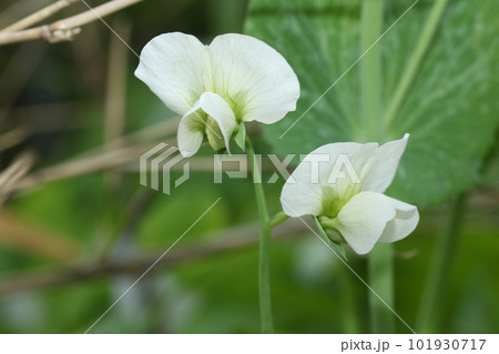 春の畑で咲く、サヤエンドウの花 春の畑で咲く、サヤエンドウの花 101930717