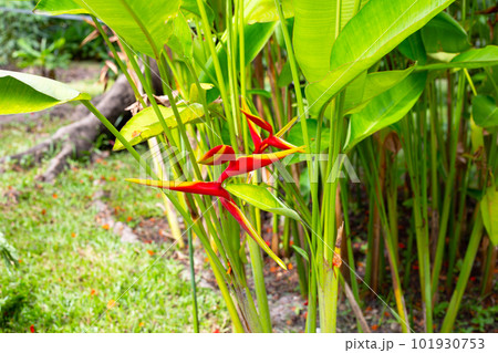 Beautiful red yellow heliconia rauliniana flower Beautiful red yellow heliconia rauliniana flower 101930753