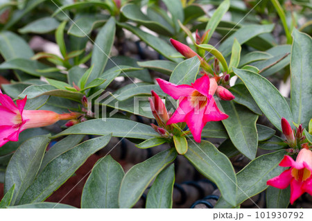 Adenium obesum flowers. Green leaves 101930792