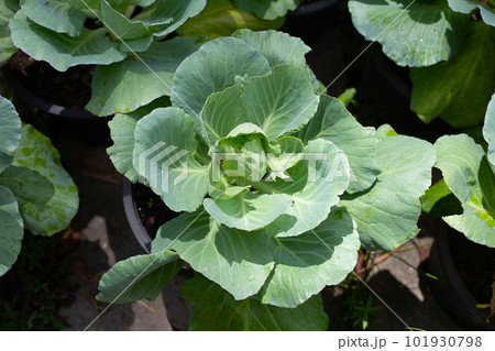 Gren cabbages growing in pots Gren cabbages growing in pots 101930798