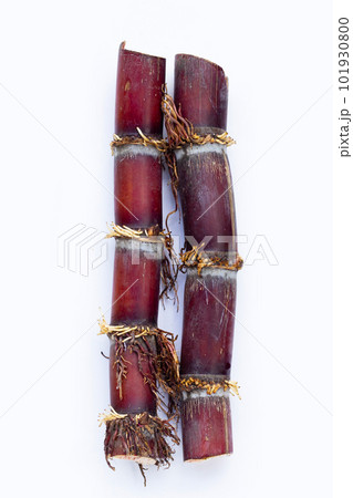 Sugar cane on white background. 101930800