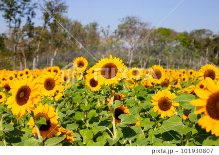 Sunflower field, Beautiful summer landscape. 101930807