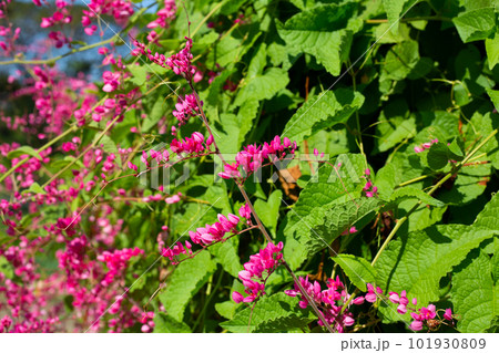Mexican creeper, Chain of love, Coral vine. Pink flower 101930809