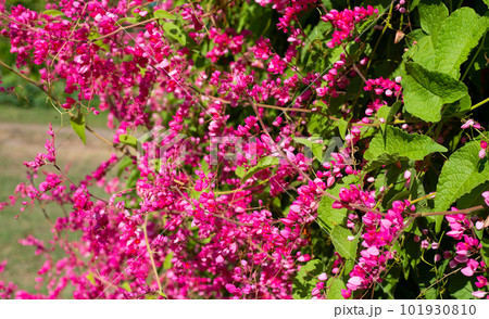 Mexican creeper, Chain of love, Coral vine. Pink flower 101930810