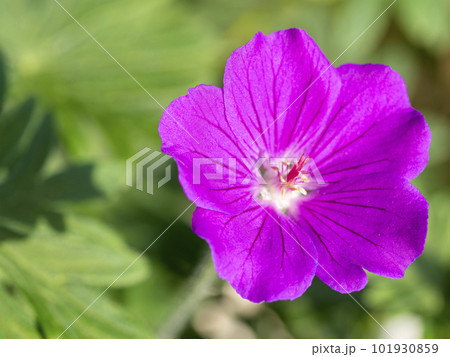 ゲラニウム・タイニーモンスターの花 ゲラニウム・タイニーモンスターの花 101930859