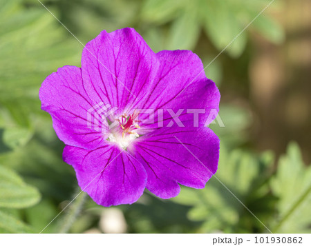 ゲラニウム・タイニーモンスターの花 ゲラニウム・タイニーモンスターの花 101930862
