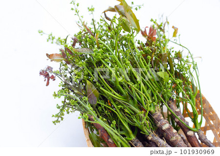 Neem leaves with flowers on white background. Neem leaves with flowers on white background. 101930969