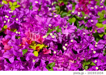 Beautiful bougainvillea flowers with green leaves Beautiful bougainvillea flowers with green leaves 101931034
