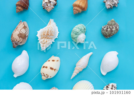 Exotic sea shells on blue background. Top view Exotic sea shells on blue background. Top view 101931160