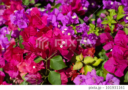 Beautiful bougainvillea flowers with green leaves 101931161