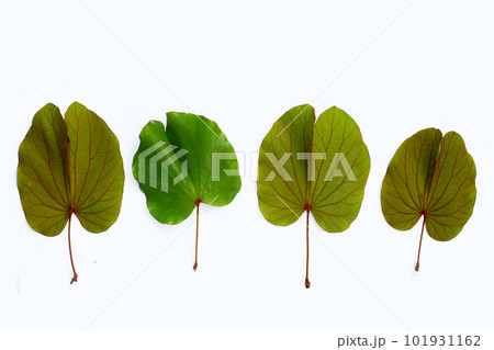 Bauhinia aureifolia or gold leaf bauhinia 101931162