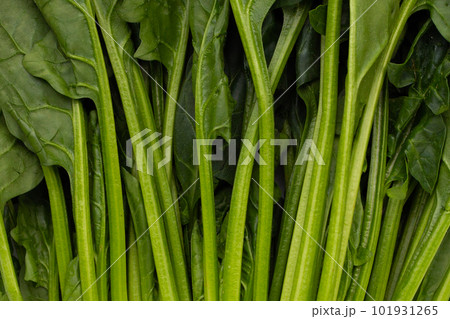 Fresh green leaves of spinach Fresh green leaves of spinach 101931265