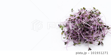 Organic red cabbage sprouts on white background. Organic red cabbage sprouts on white background. 101931271
