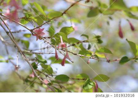 ウグイスカグラ　ウグイスカズラ 101932016