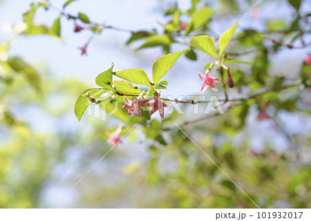 ウグイスカグラ　ウグイスカズラ 101932017