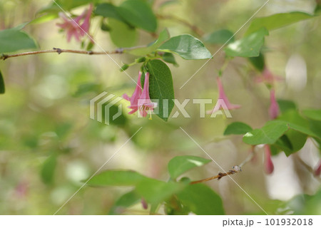 ウグイスカグラ　ウグイスカズラ 101932018
