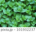 Fresh Green peppermint leaves from organic farm. 101932237