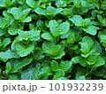 Fresh Green peppermint leaves from organic farm. 101932239